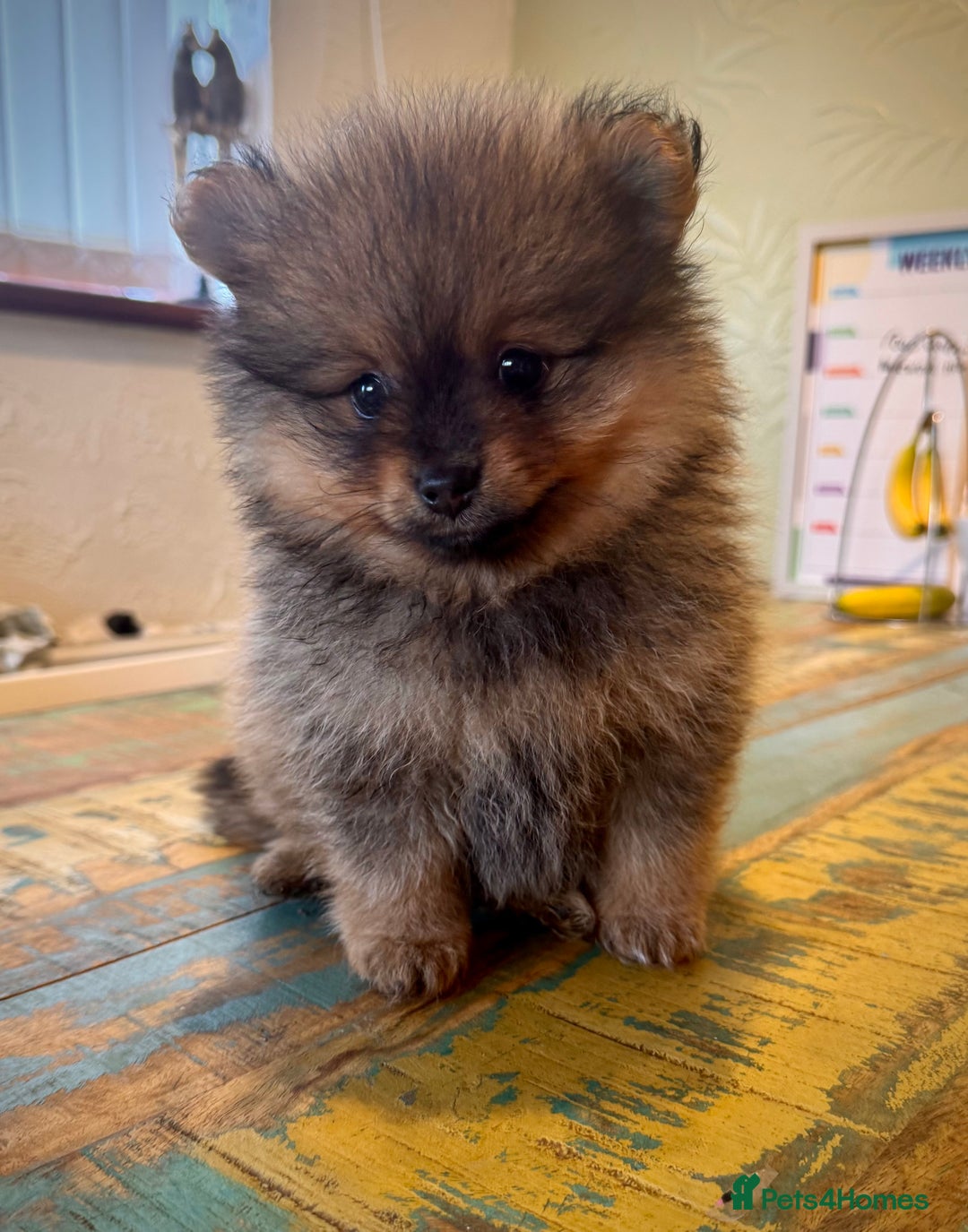 Pomeranian dogs for sale: 2x Gorgeous Pomeranians Boys   - Image 6