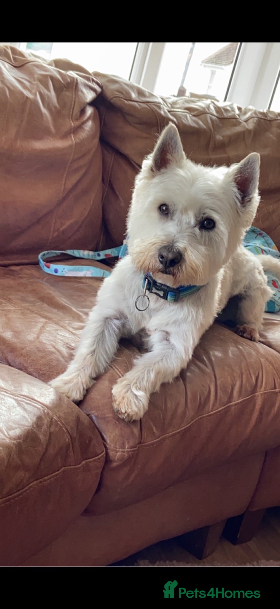 West Highland Terrier dogs West highland puppy bitch for sale - Advert 7