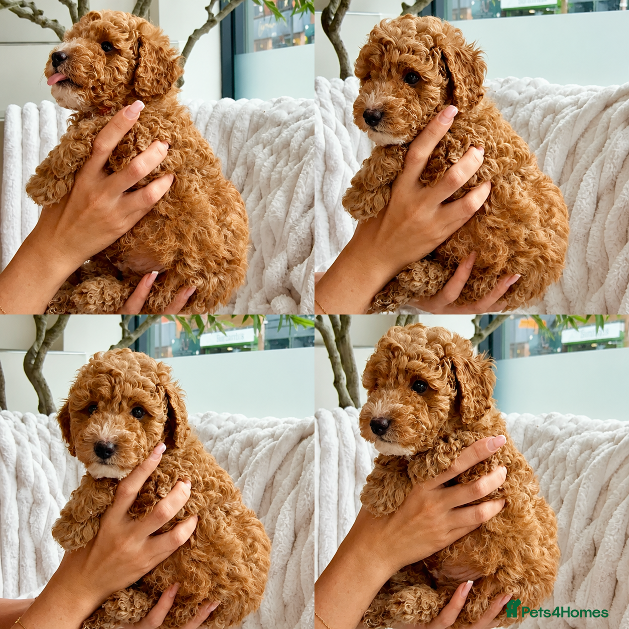 Cavapoo dogs BEAUTIFUL CAVAPOO PUPPIES 🐾 - Advert 2