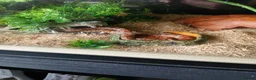 Corn Snake reptiles for sale: 2 corn snakes with 2 set ups - Advert 10
