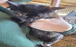 Mixed Breed cats for sale: 3 Female Farm kittens (NOT FERAL) - Image 2