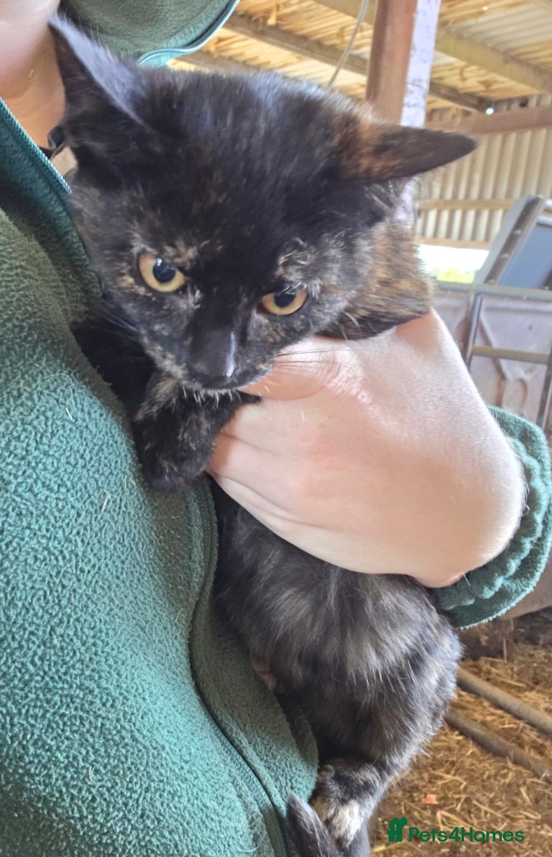 Mixed Breed cats for sale: 3 Female Farm kittens (NOT FERAL) - Image 2
