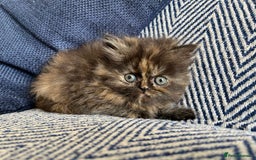 Persian cats for sale: Pure Persian kittens - Image 1