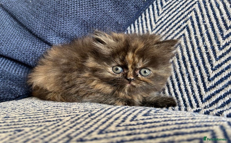 Persian cats - Advert 1