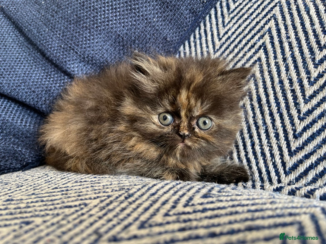 Persian cats for sale: Pure Persian kittens - Image 1