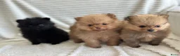 Pomeranian dogs for sale: READY TO GO🩵🐻2 stunning KC Pomeranian puppies🐻 - Advert 14