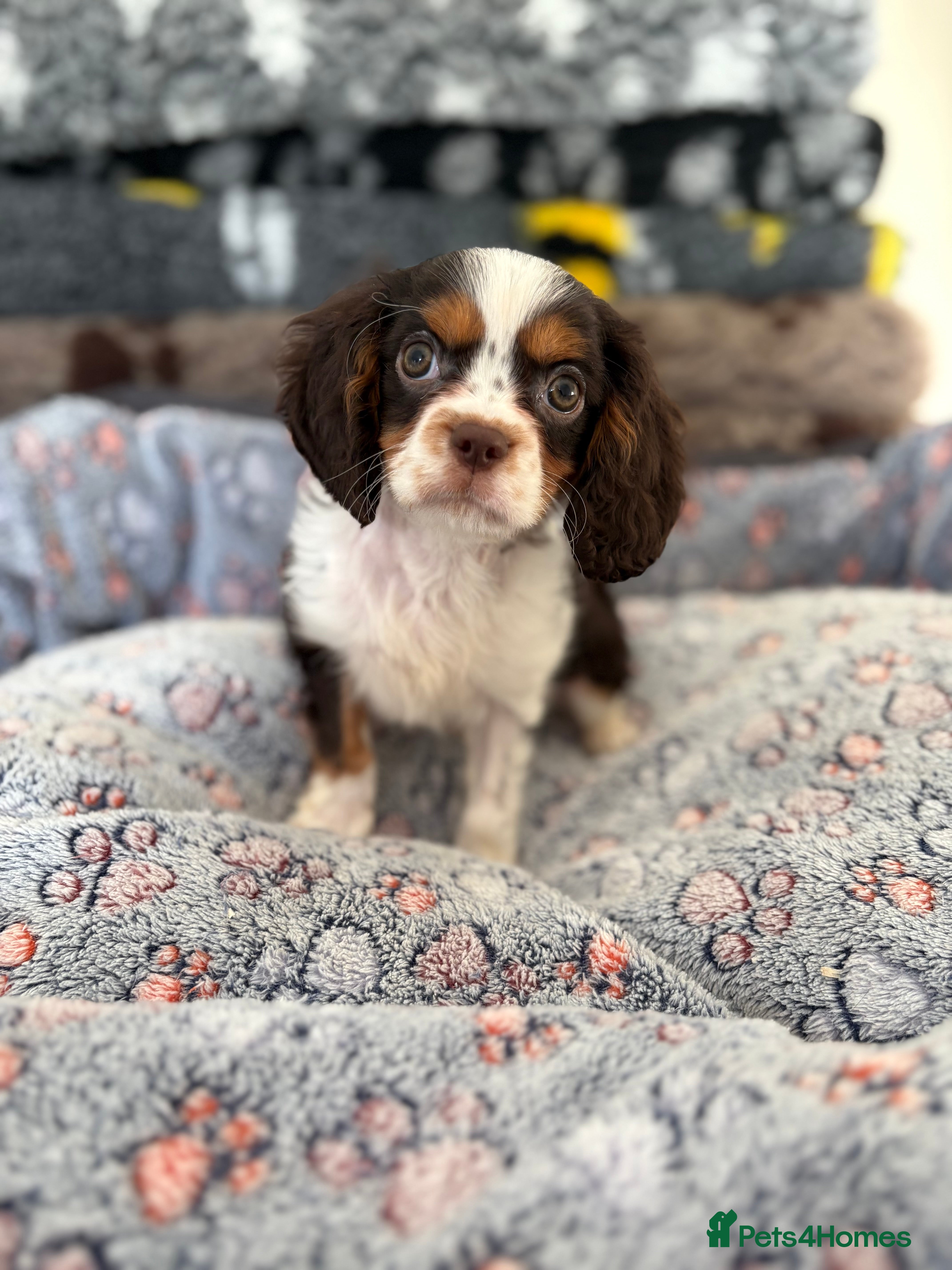 Cavalier King Charles Spaniel dogs Fully health tested kc chocolate tri dog   - Advert 6