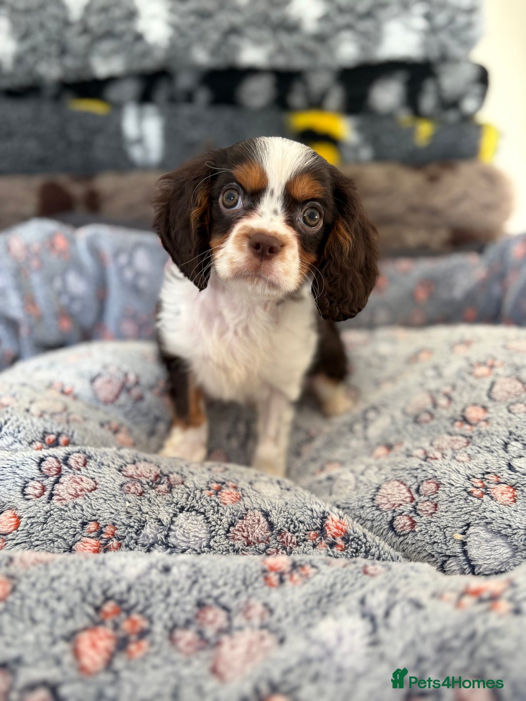 Cavalier King Charles Spaniel dogs for sale: KC TRI BOY LEFT 🍫health tested parents  - Advert 2