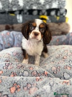 Cavalier King Charles Spaniel dogs KC TRI BOY LEFT 🍫health tested parents - Advert 2