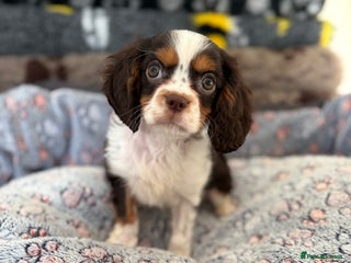 Cavalier King Charles Spaniel dogs Fully health tested kc chocolate tri dog - Advert 6