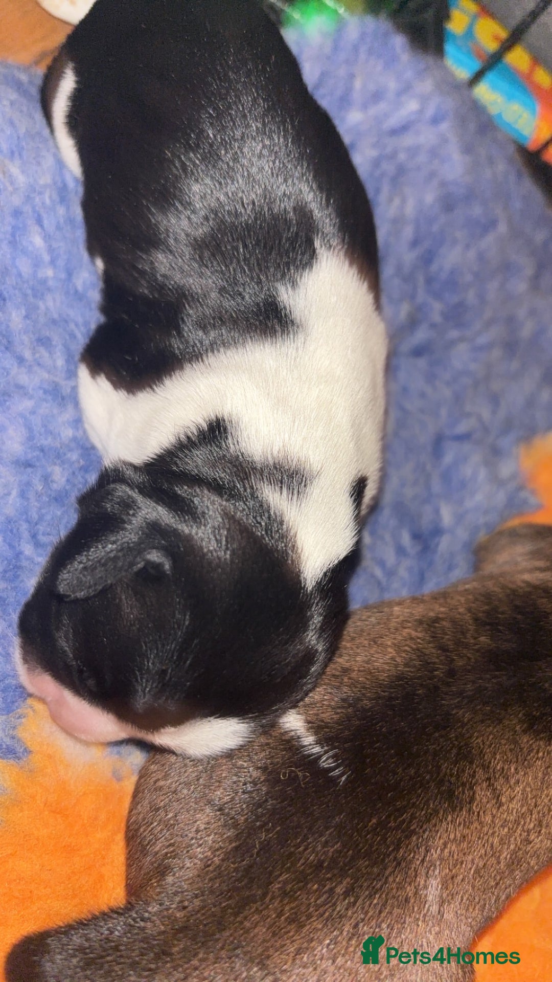 Cocker Spaniel dogs for sale: Beautiful cocker puppies  - Image 17