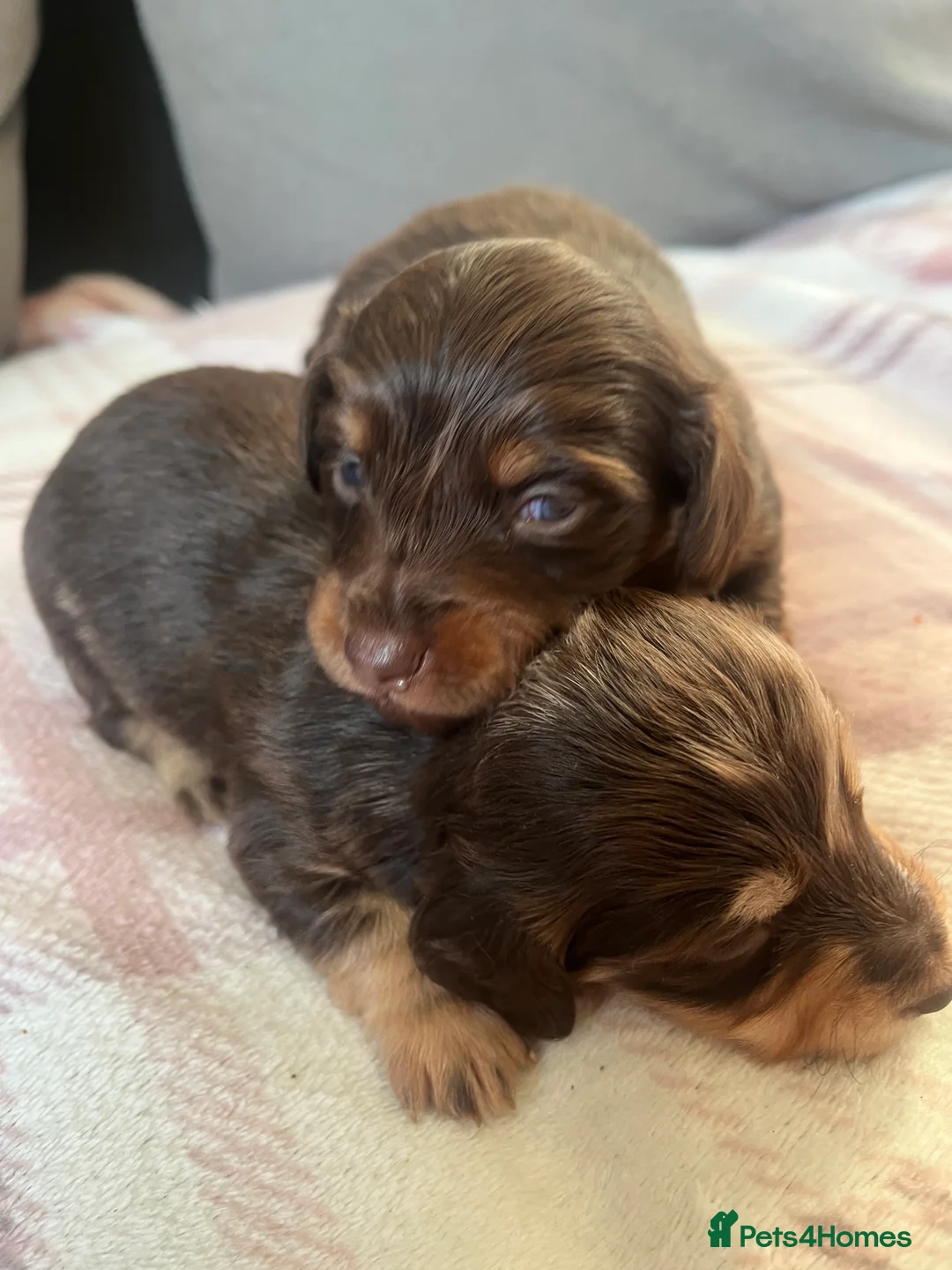 Miniature Dachshund dogs for sale: READY NOW Long hair tiny KC - Advert 15