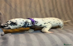 Dalmatian dogs for sale: Ready to Home Dalmatian Puppies  - Image 22