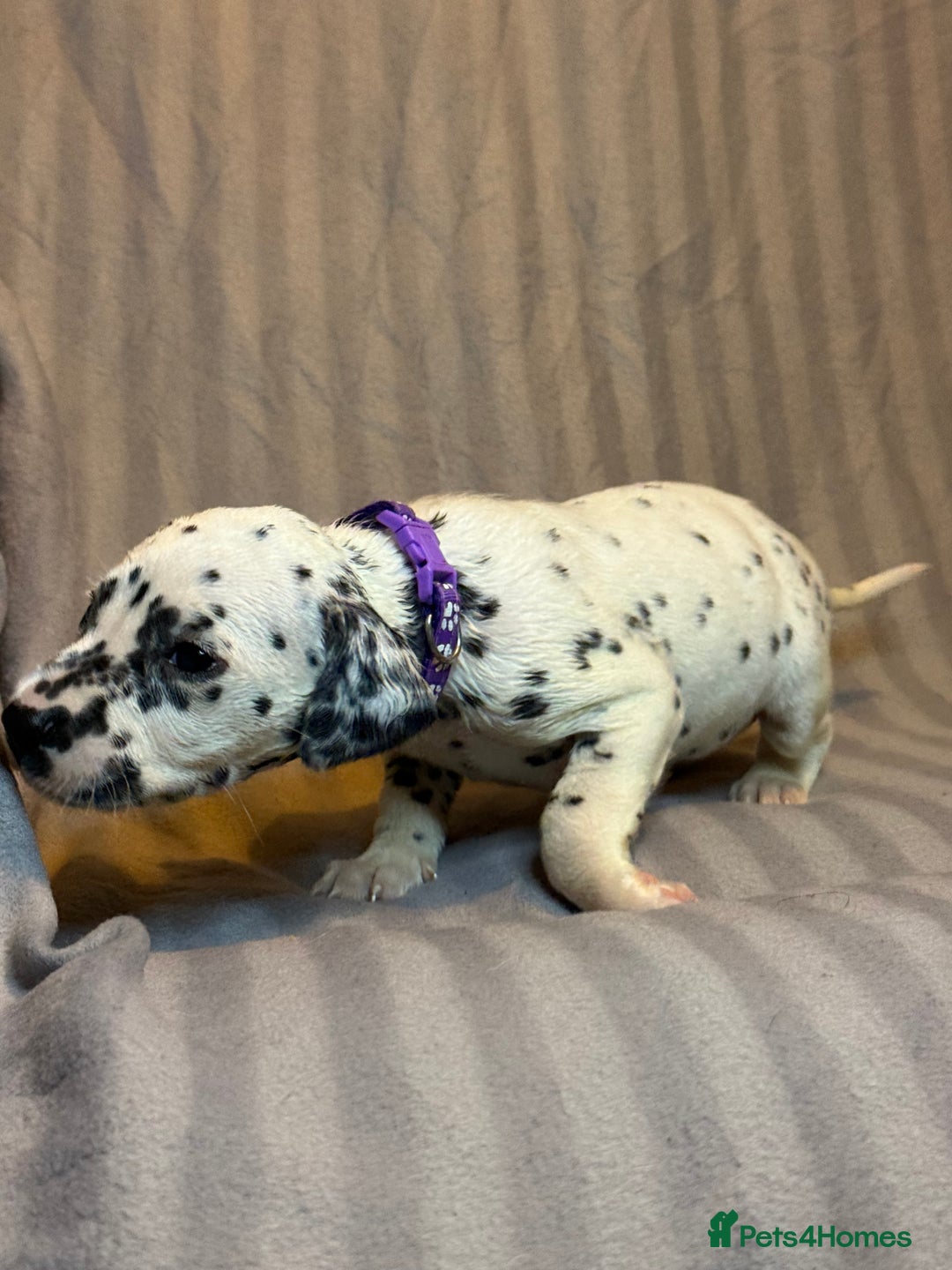 Dalmatian dogs for sale: Ready to Home Dalmatian Puppies  - Image 22
