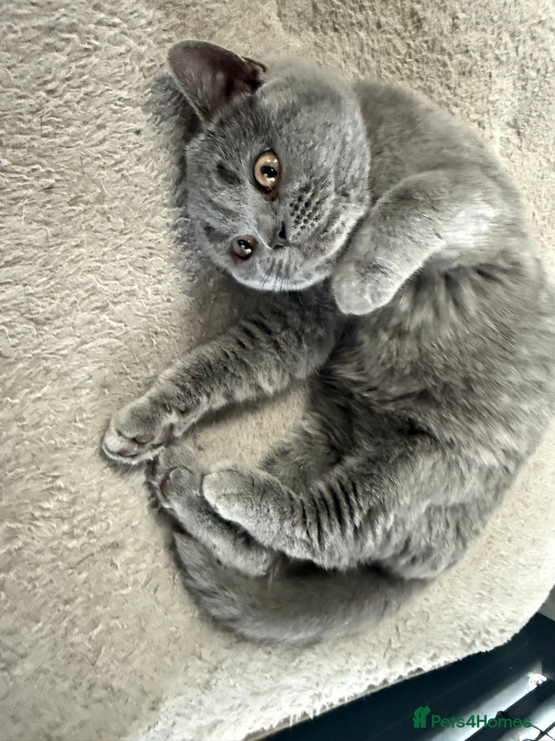 British Shorthair cats for sale: British Shorthair Girl - Image 7