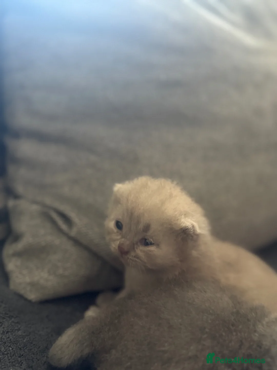 British Shorthair cats for sale: Kittens 🐈‍⬛  - Advert 2