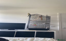 Cockatiels birds for sale: Cockateil with cage  - Image 2