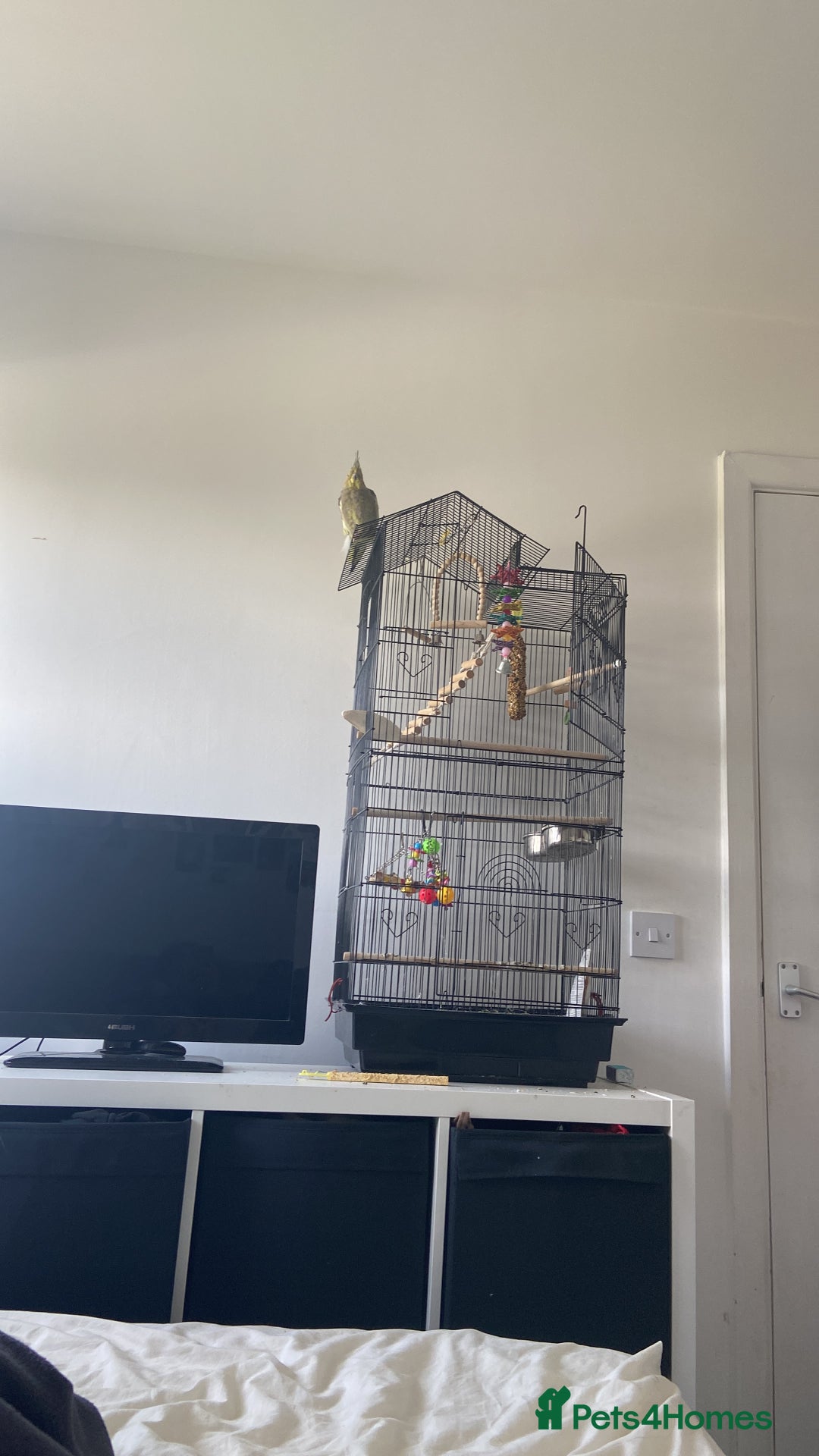Cockatiels birds for sale: Cockateil with cage  - Image 2