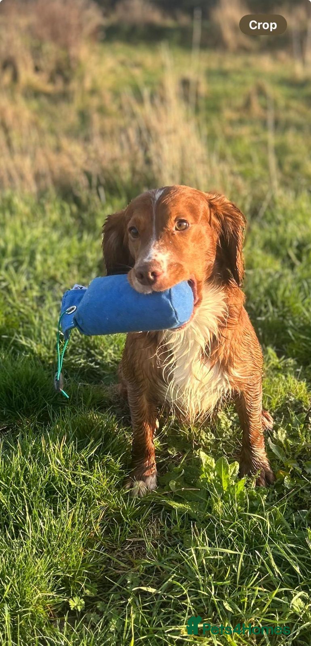 Cocker Spaniel dogs for sale: Working Cocker Spaniel puppies  - Advert 5