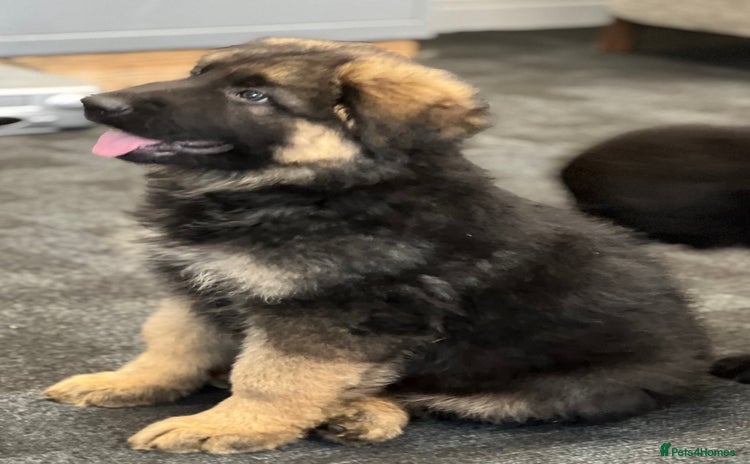 German Shepherd dogs - Advert 1