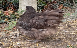 Chickens poultry for sale: 🐣 Beautiful Orpington Chicks & Cockerels for Sale - Image 10
