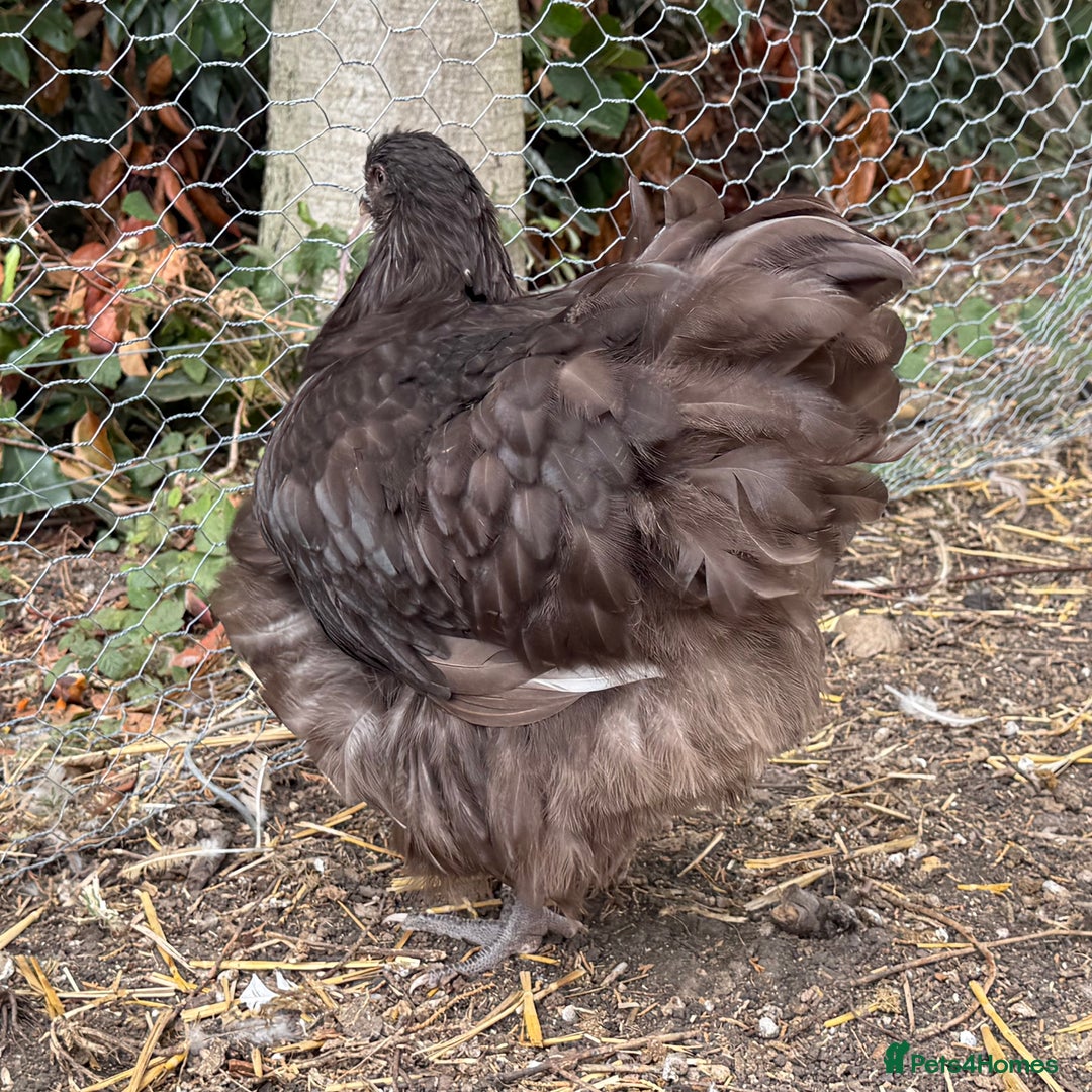 Chickens poultry for sale: 🐣 Beautiful Orpington Chicks & Cockerels for Sale - Image 10