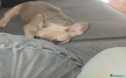 French Bulldog dogs for sale: Beautiful nature puppy 12 weeks old male  - Image 2