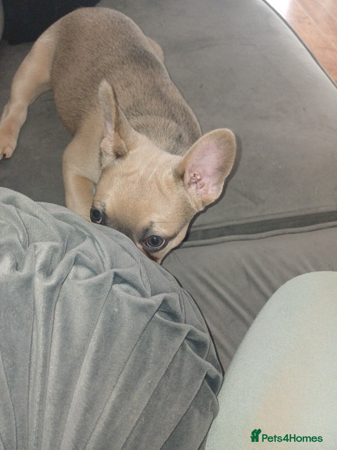 French Bulldog dogs for sale: Beautiful nature puppy 12 weeks old male  - Image 2