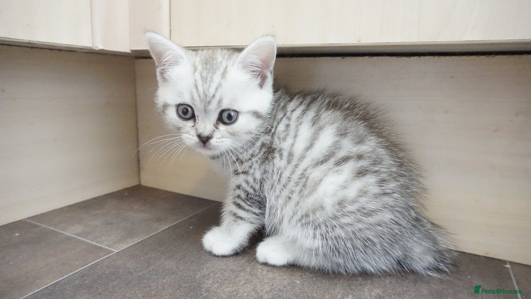 British Shorthair cats for sale: STUNNING British Shorthair Kittens Silver Tabbies - Image 10