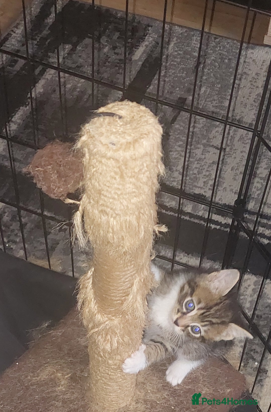 Mixed Breed cats for sale: 2 kittens male - Advert 13