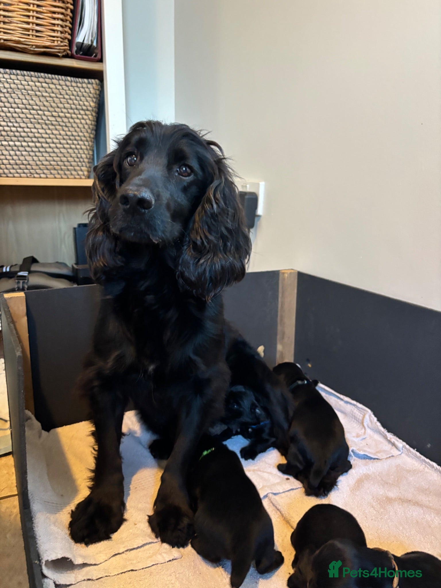 Cocker Spaniel dogs Outstanding KC reg working cocker spaniel pups - Advert 1