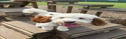 Sproodle dogs for sale: Gorgeous sproodle boy  - Advert 9