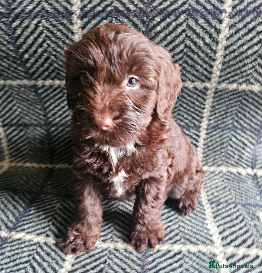 Cockapoo dogs for sale: Cockerapoo puppies F1 - Advert 9