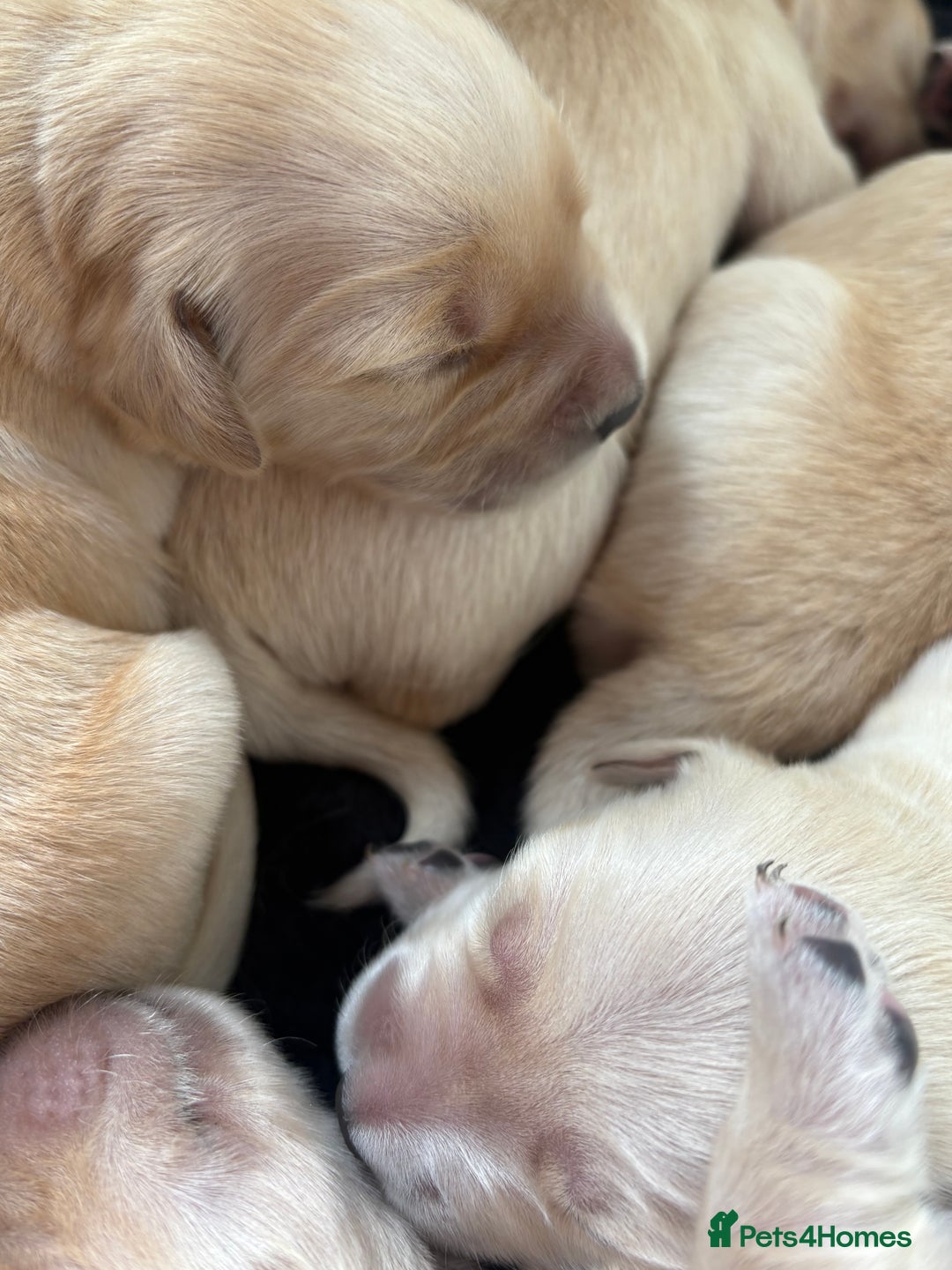 Golden Retriever dogs for sale: Golden retriever puppy Available 🐶🐾🦴  - Image 21