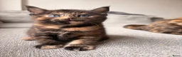 British Shorthair cats for sale: Beautiful BSH X Maine coon babies - Advert 26