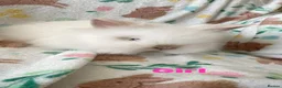 Lionhead rabbits for sale: Adorable lionheads for sale  - Advert 4