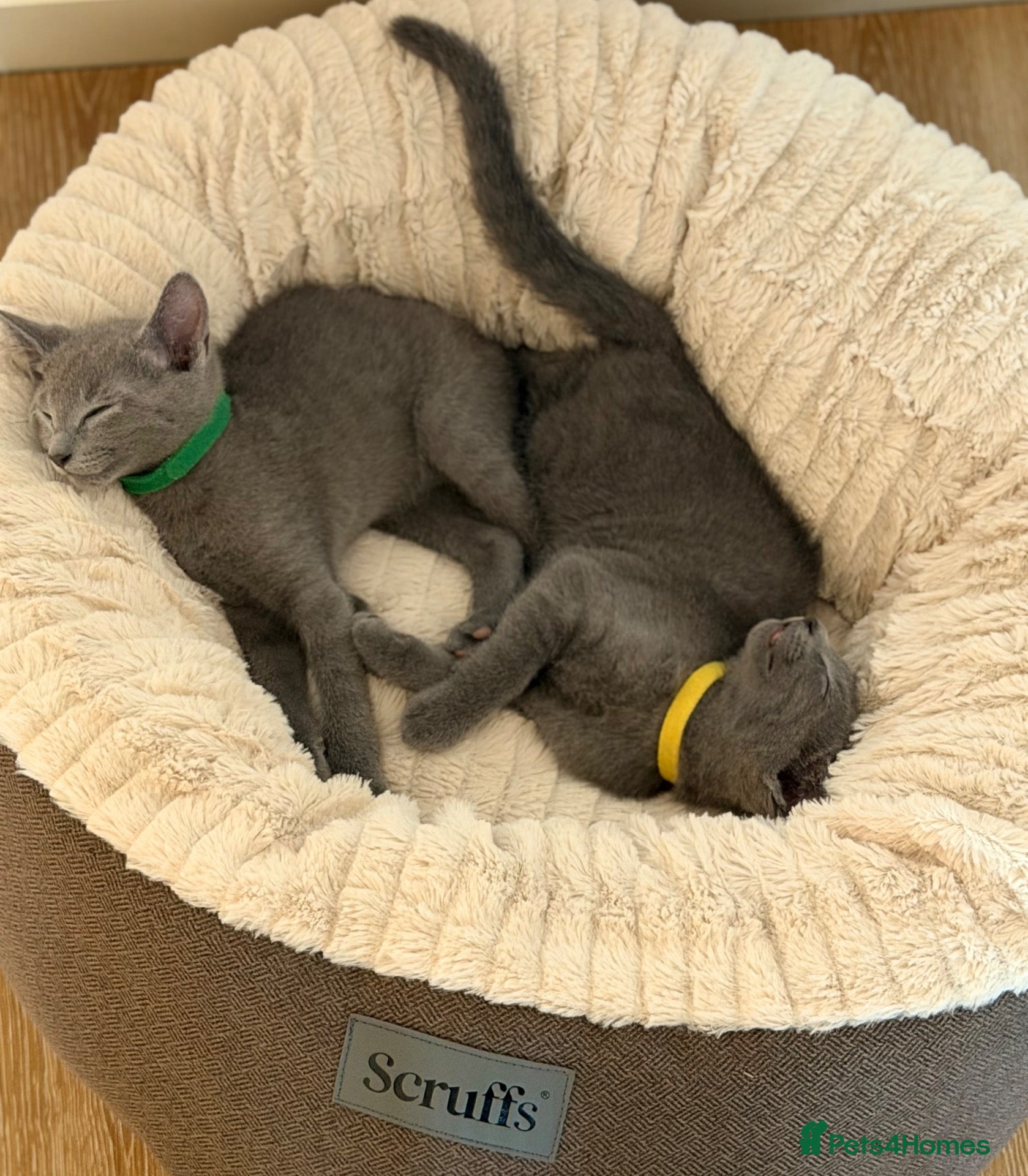 Russian Blue cats 🩵GCCF Registered Russian Blue kittens 🩵 - Advert 2