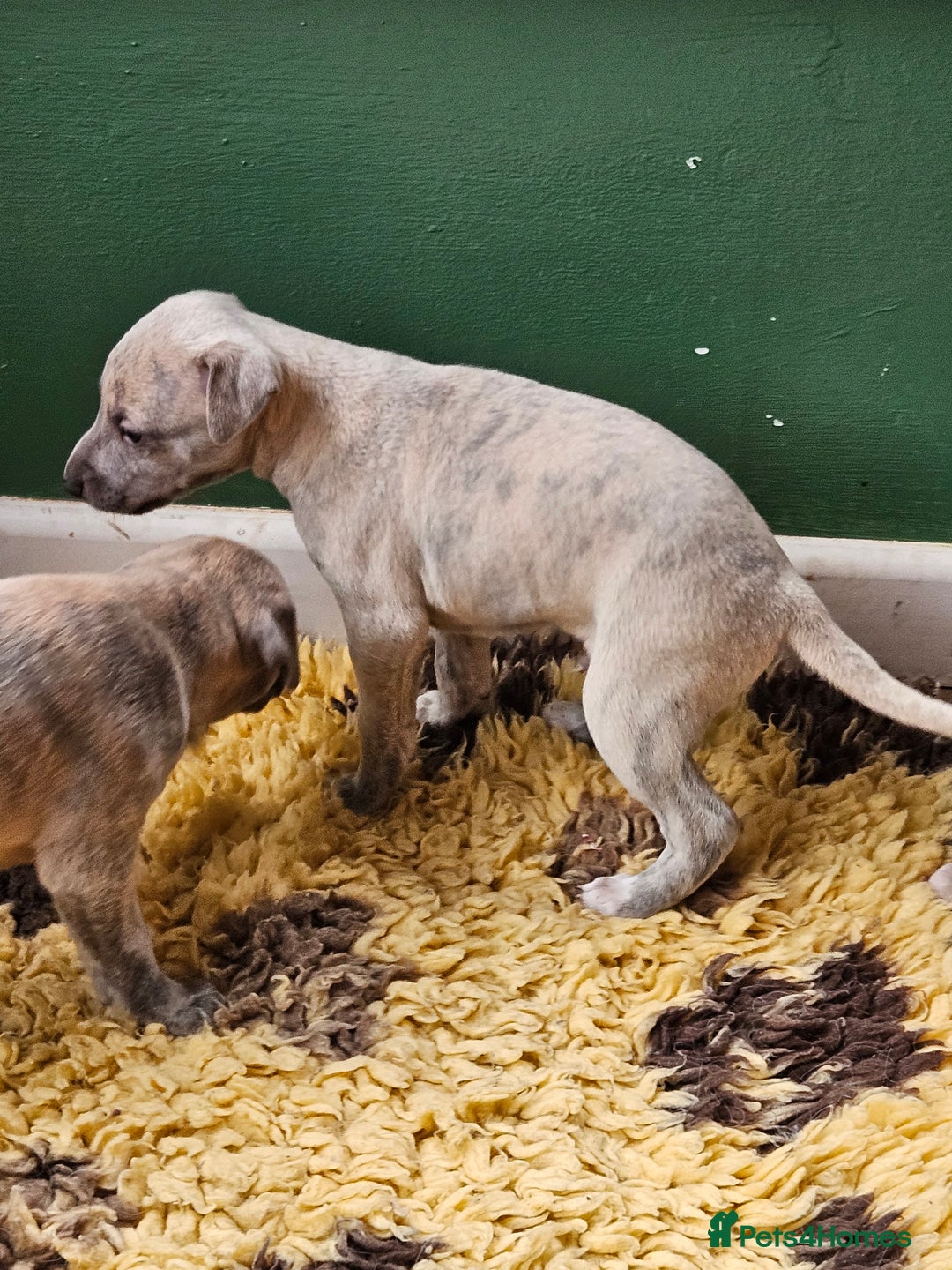 Whippet dogs for sale: ✨🐾 Gorgeous KC Registered Whippet puppies  🐾✨  - Advert 20