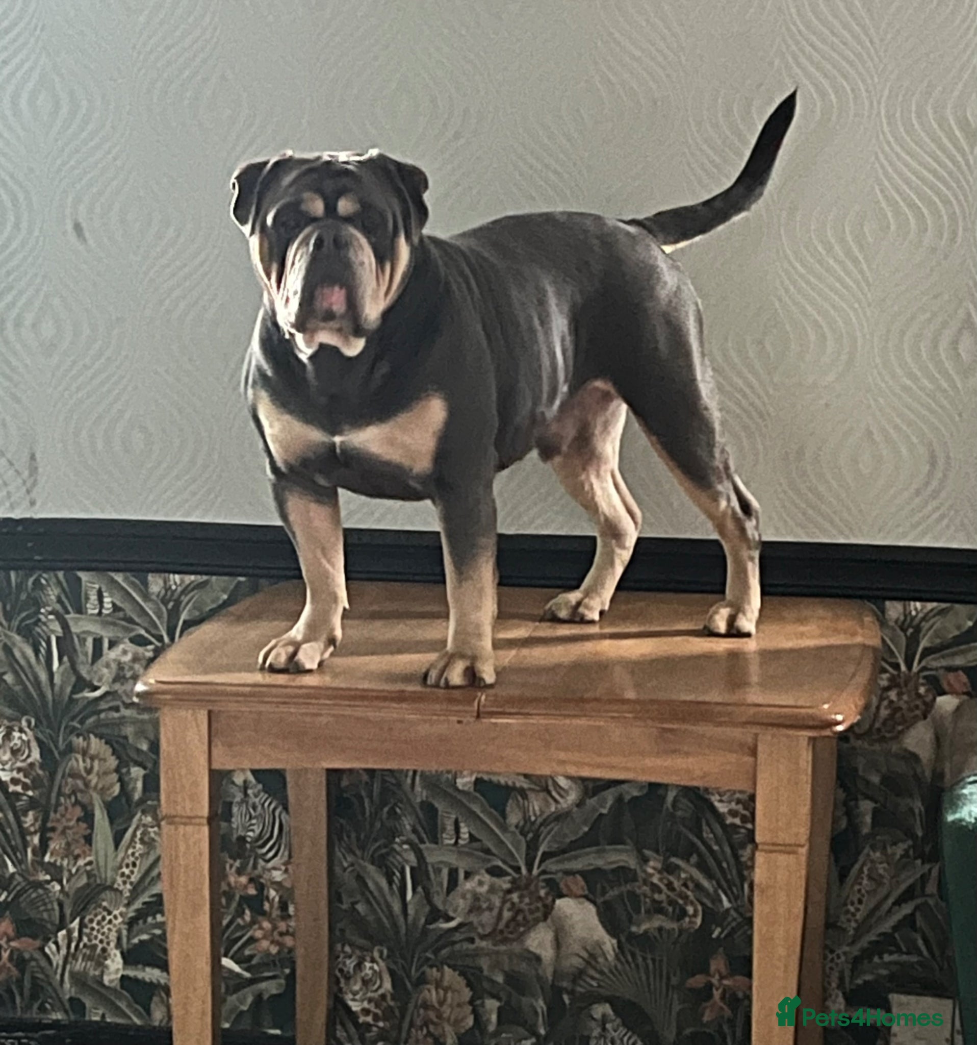 Dorset Olde Tyme Bulldogge dogs Proven LH fluffy carrier - Advert 3