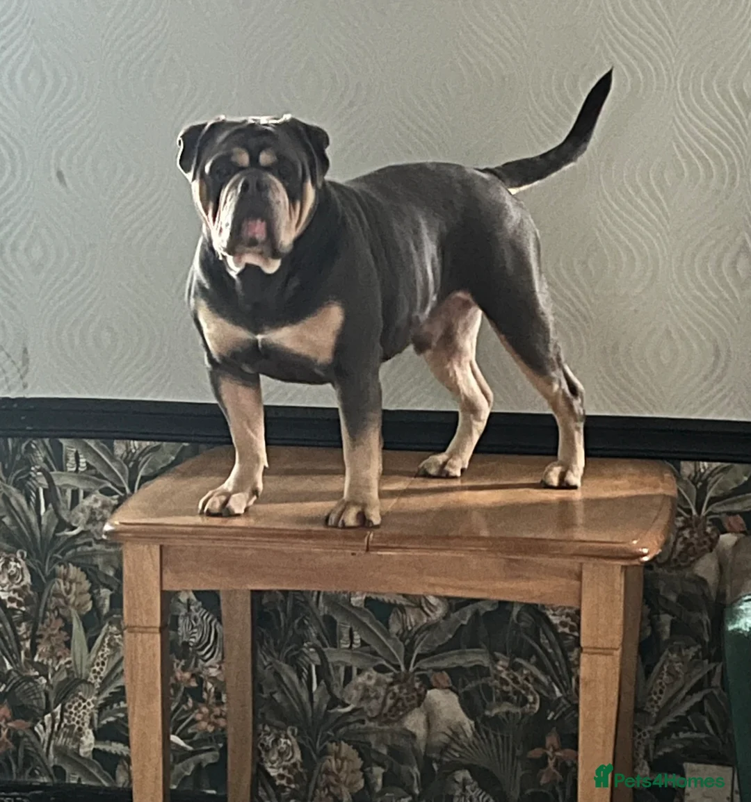 Dorset Olde Tyme Bulldogge dogs for stud: Proven LH fluffy carrier - Advert 1