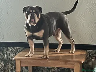 Dorset Olde Tyme Bulldogge dogs Proven LH fluffy carrier - Advert 3