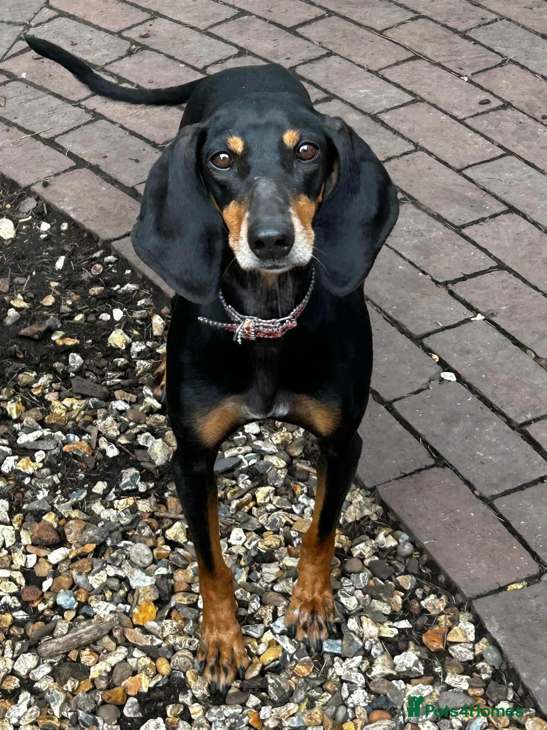 Mixed Breed dogs for adoption: Stella the sweet hound ready for adoption in Atherstone - Advert 2