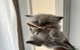 Ragdoll cats for sale:  Gorgeous fluffy chocolate ragdoll kittens🐾🥹 - Image 6