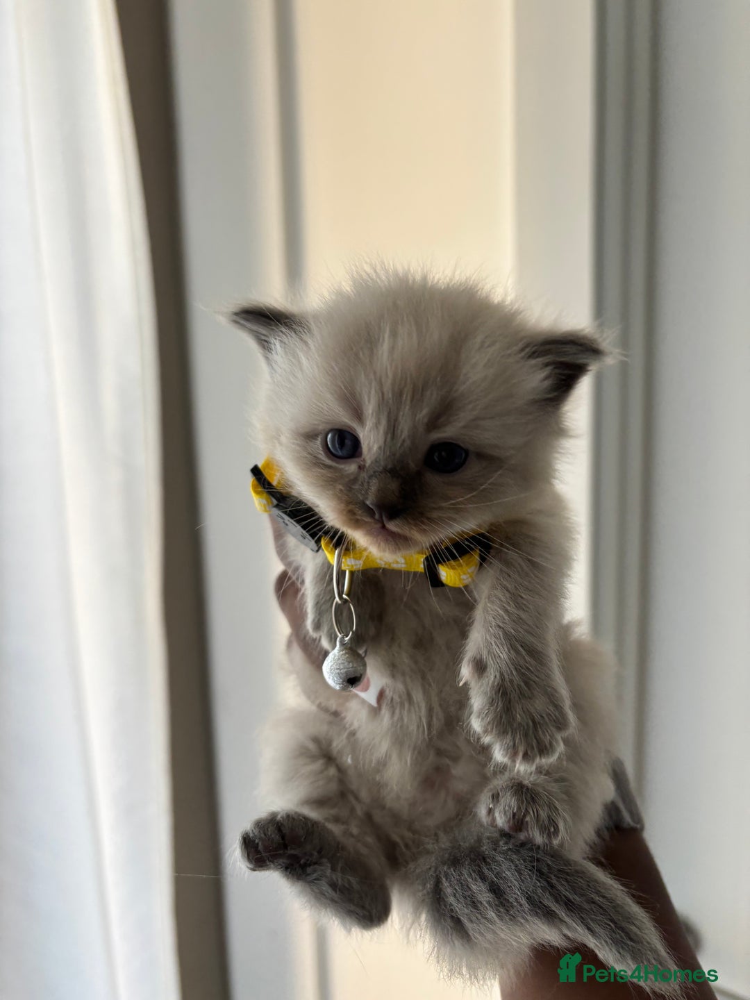 Ragdoll cats for sale:  Gorgeous fluffy chocolate ragdoll kittens🐾🥹 - Image 6