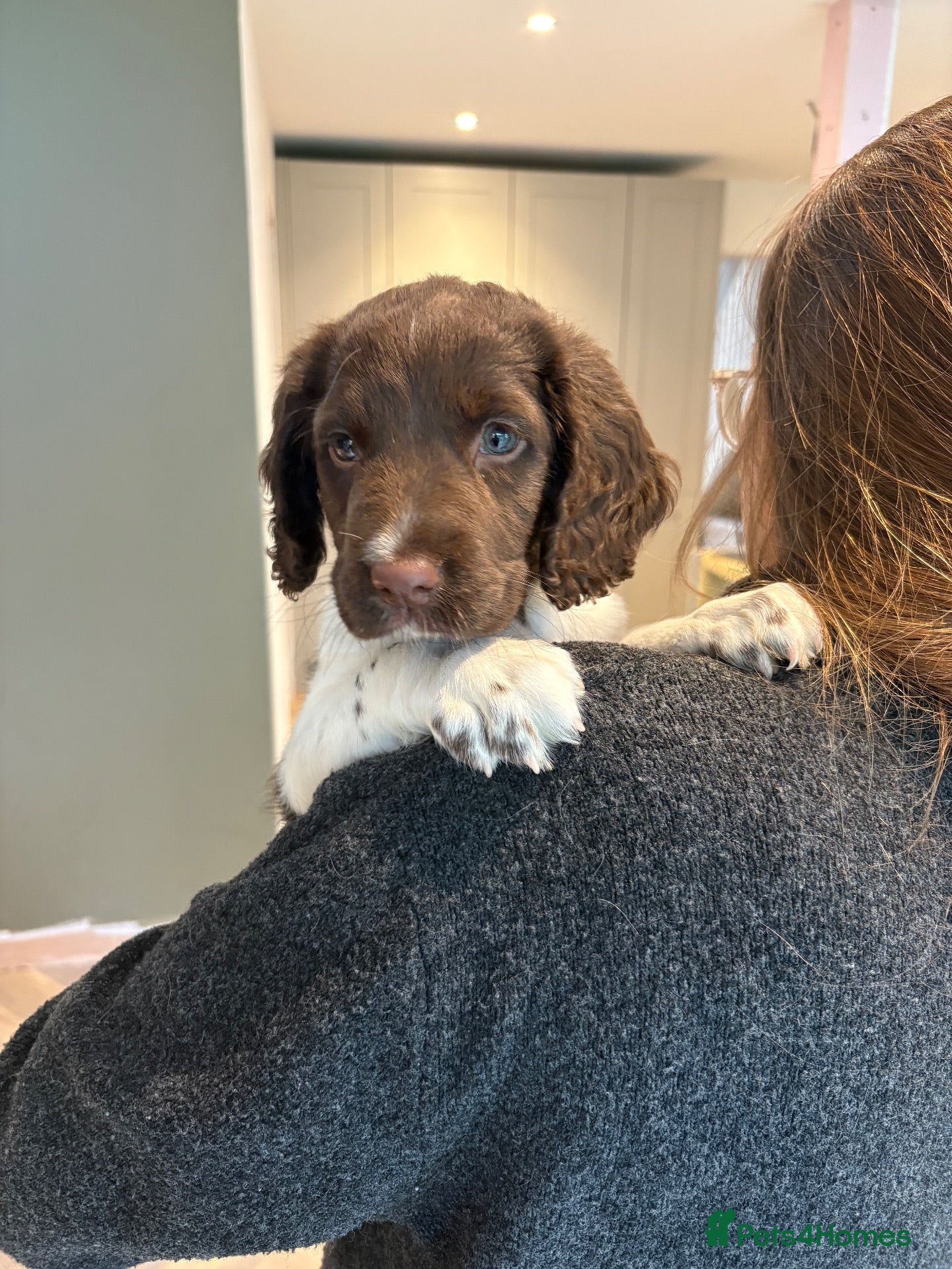 English Springer Spaniel dogs for sale: Beautiful English springer spaniel puppy 🩷🐶 - Advert 1