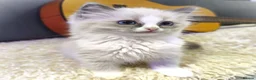 Ragdoll cats for sale: Gorgeous Snow Leocats: RagdollxSiberianxHimalayan! - Advert 5