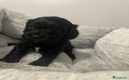 Cavapoo dogs for sale: Beautiful F1 Cavapoos  - Advert 3