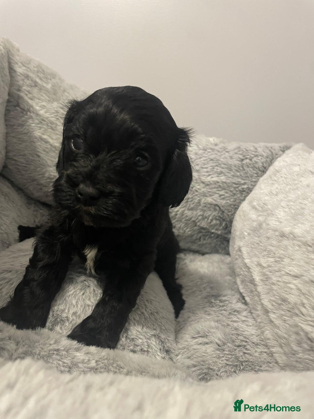 Cavapoo dogs for sale: Beautiful F1 Cavapoos  - Advert 3