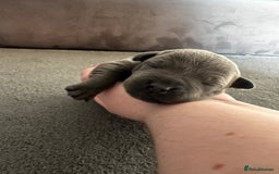 Staffordshire Bull Terrier dogs for sale: Quality Blue Staffies - Image 17