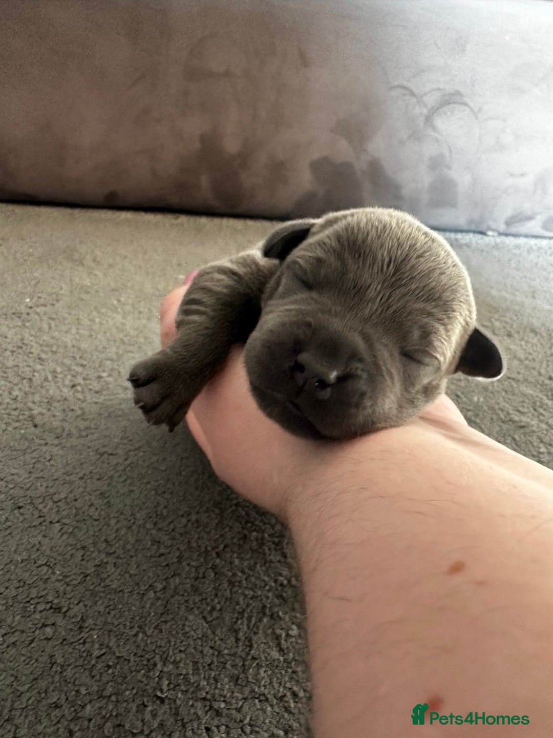 Staffordshire Bull Terrier dogs for sale: Quality Blue Staffies - Image 17